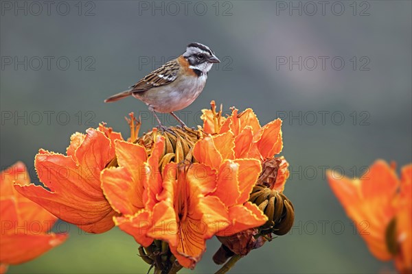 Rufous-collared sparrow