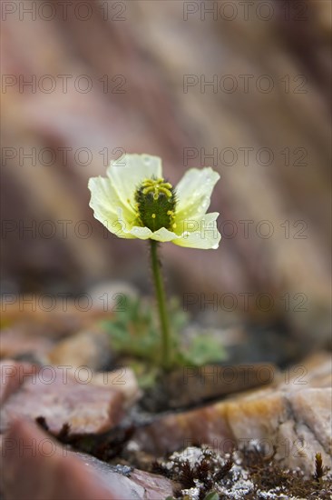 Svalbard poppy