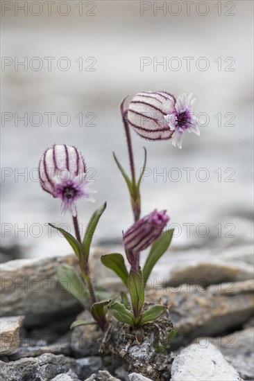 Polar campion