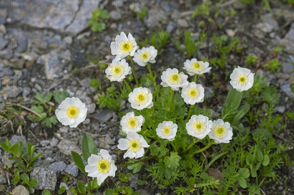 Alpine crowfoot