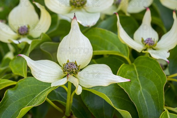 Kousa dogwood