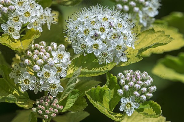 (Physocarpus) opulifolius Luteus, Physocarpus ribesifolius Aureus, ninebark Luteus, Golden ninebark, close up of white flowers in spring