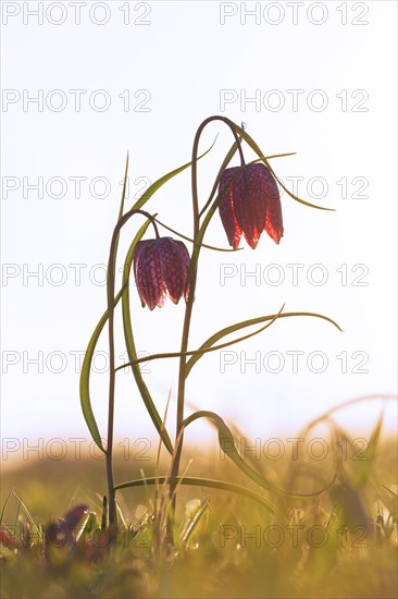 Snake's head fritillary