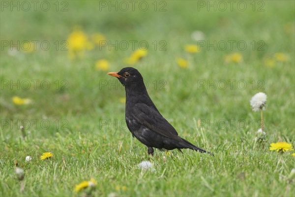 Eurasian blackbird