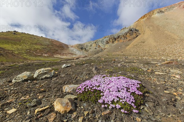 Moss campion