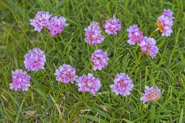 Sea thrift