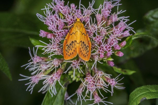 Rosy footman