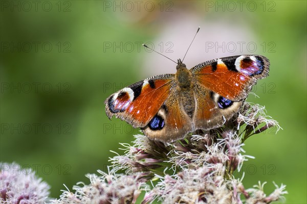 European peacock butterfly