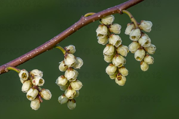 Early stachyurus