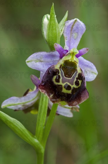 Late spider orchid