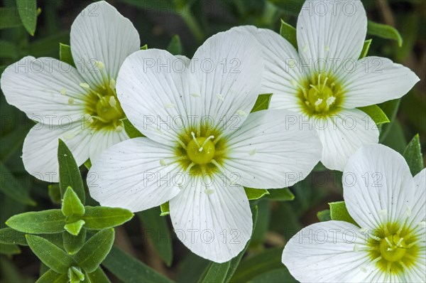 Mountain sandwort