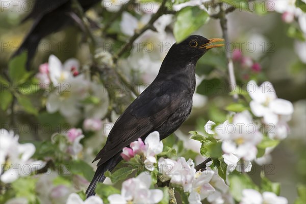 Eurasian blackbird