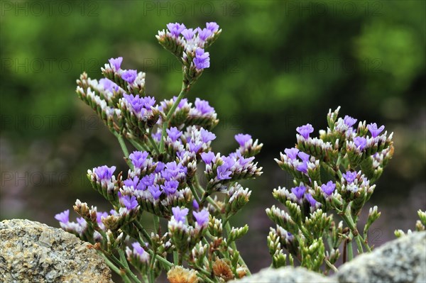 Rock sea lavender