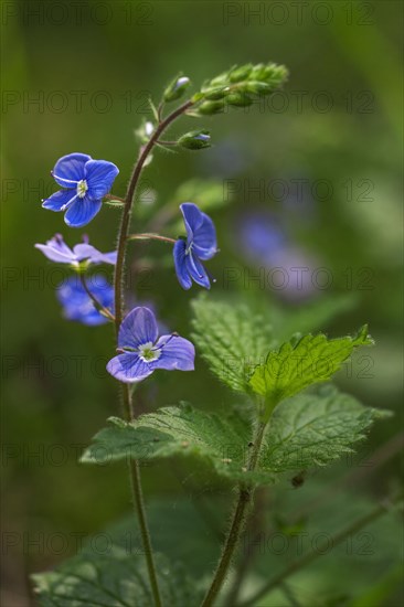 Germander speedwell