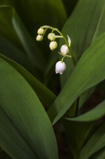 Lily of the Valley