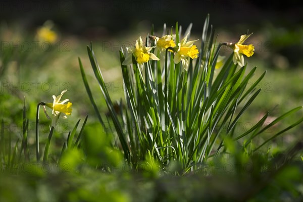 Wild daffodils