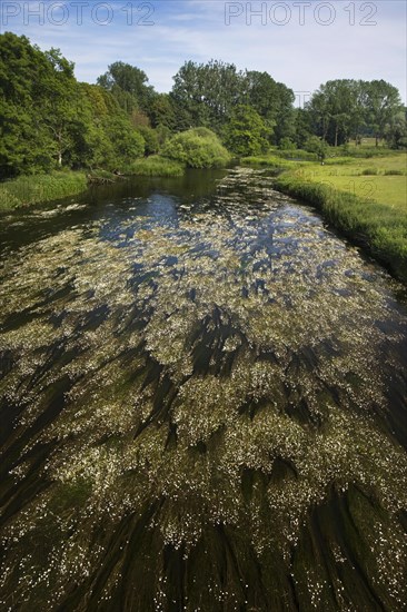 Water crowfoots floating in the river Semois