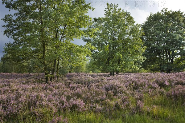 Heather flowering in heathland at the Hoge Kempen National Park