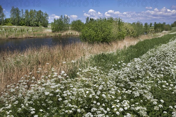 Cow parsley