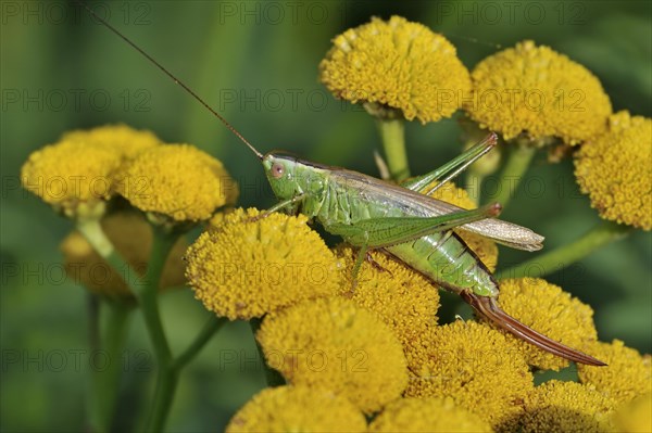 Long-winged conehead