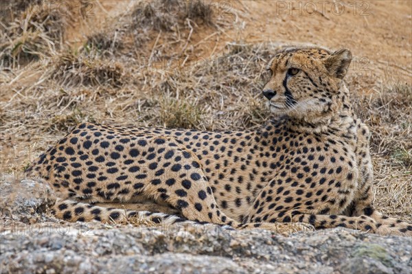 Cheetah