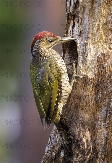 European green woodpecker