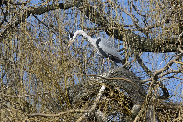 Grey heron