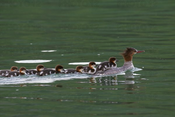 Common merganser