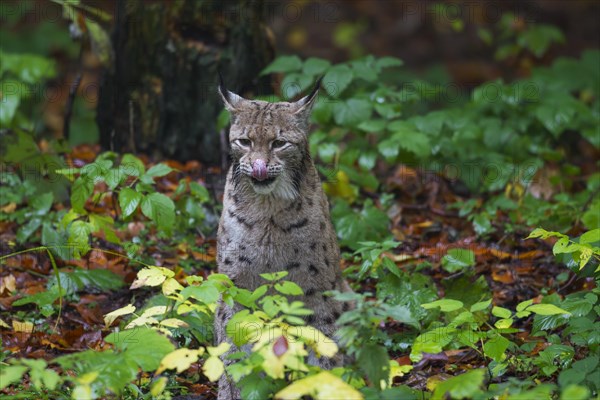 Eurasian lynx