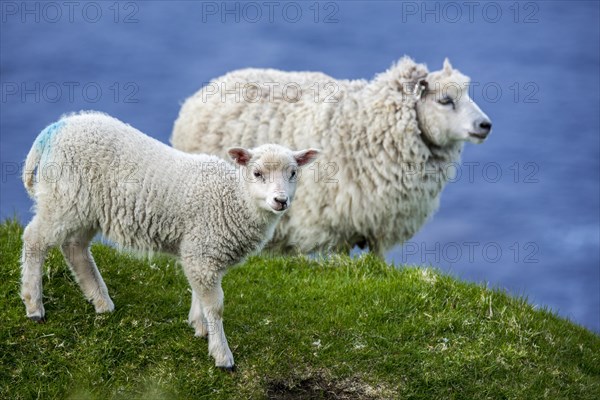 White sheep ewe and lamb on sea clifftop at Hermaness National Nature Reserve