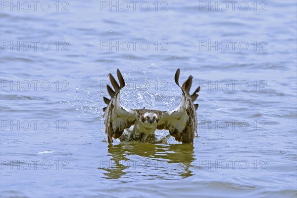 Western osprey