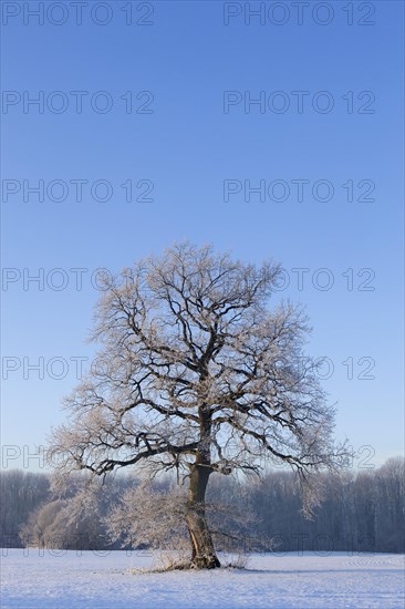 Common oak