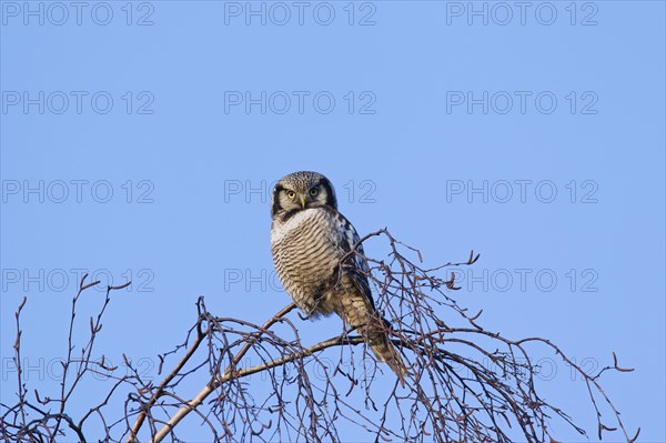 Northern hawk-owl