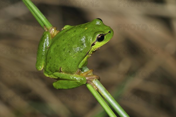 Common tree frog