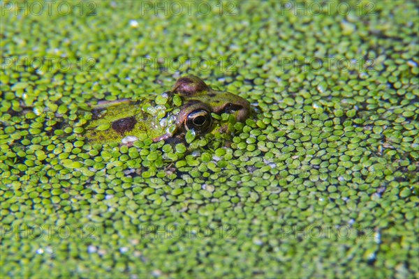 Edible frog