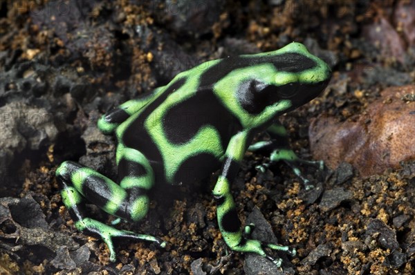 Green and black poison dart frog