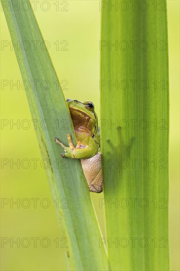 European tree frog