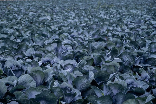 Filder-Rotkohl. Red Cabbage on the field in a suburbian of Stuttgart Baden-Wuerttemberg