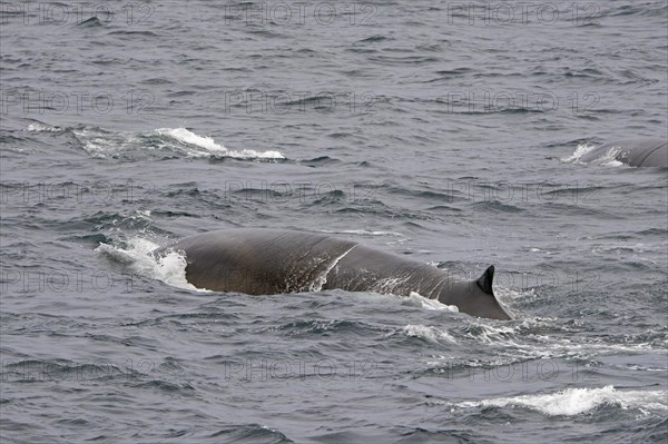 Two fin whales