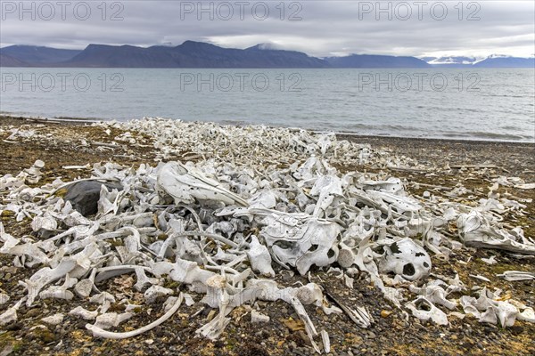 Beluga whale bones at the Bamsebu whaling station along Ingebrigtsenbukta bay shore near Kapp Toscana