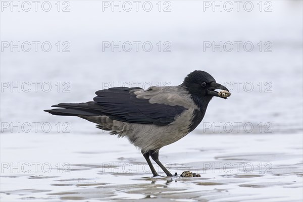 Northern European hooded crow