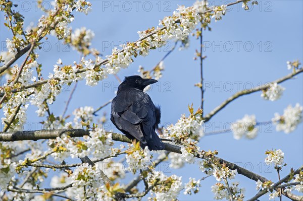 Carrion crow