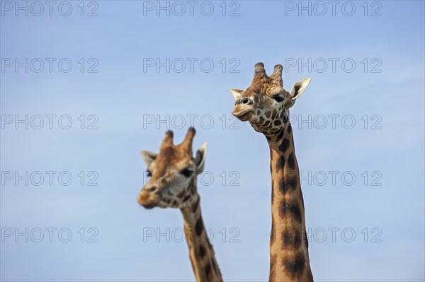 Male and female giraffes