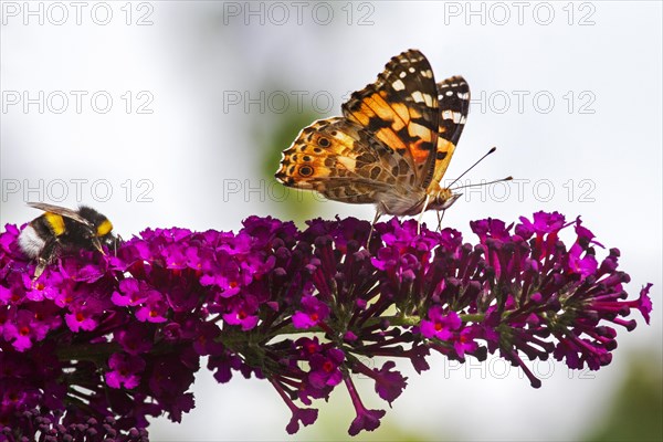 Painted Lady