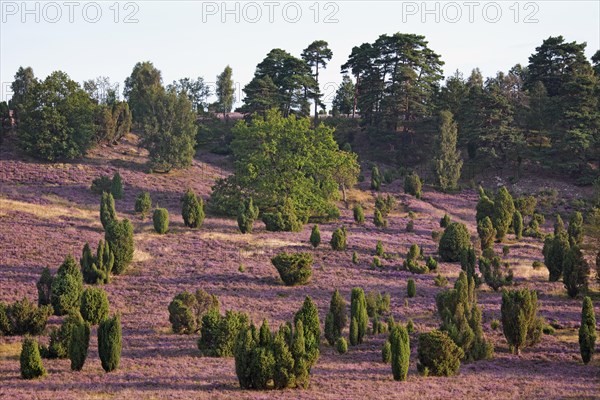 Lueneburg Heath