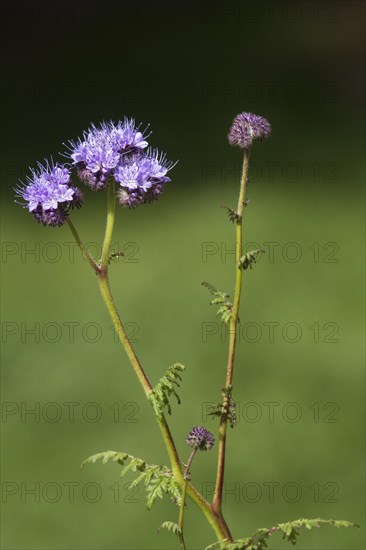 Lacy phacelia