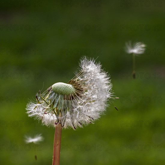 Common dandelion