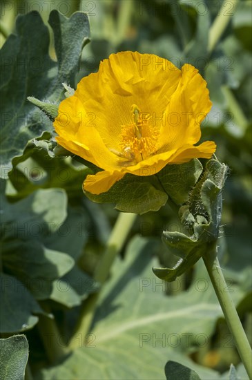 Yellow hornpoppy