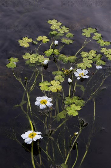 Common water-crowfoot