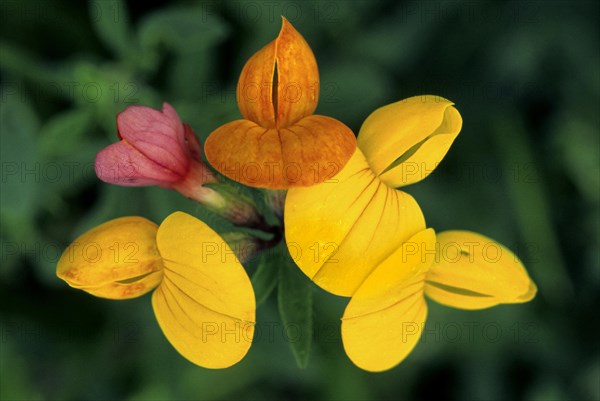 Common bird's-foot trefoil